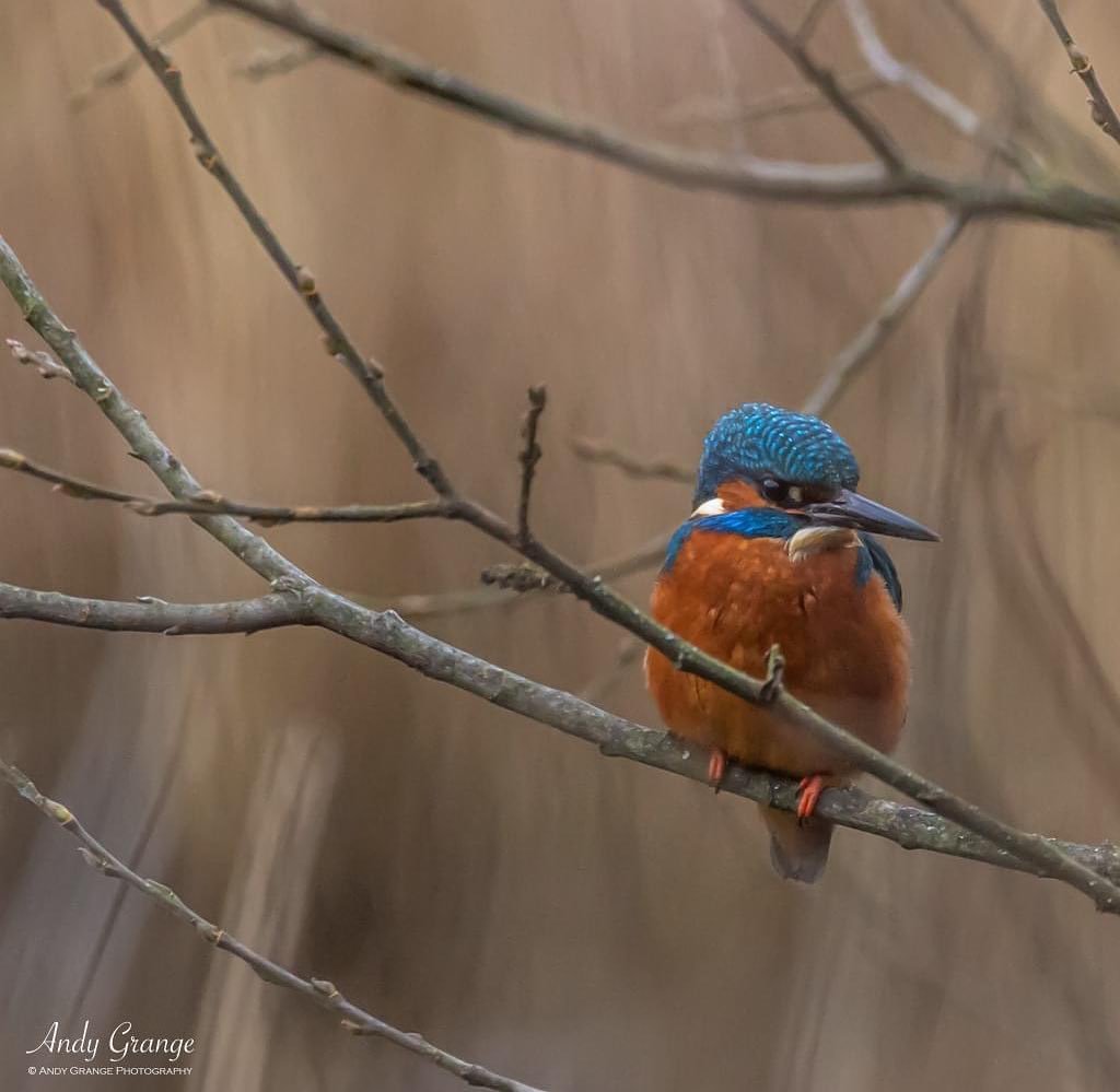 @andy_grange_photography Kingfisher